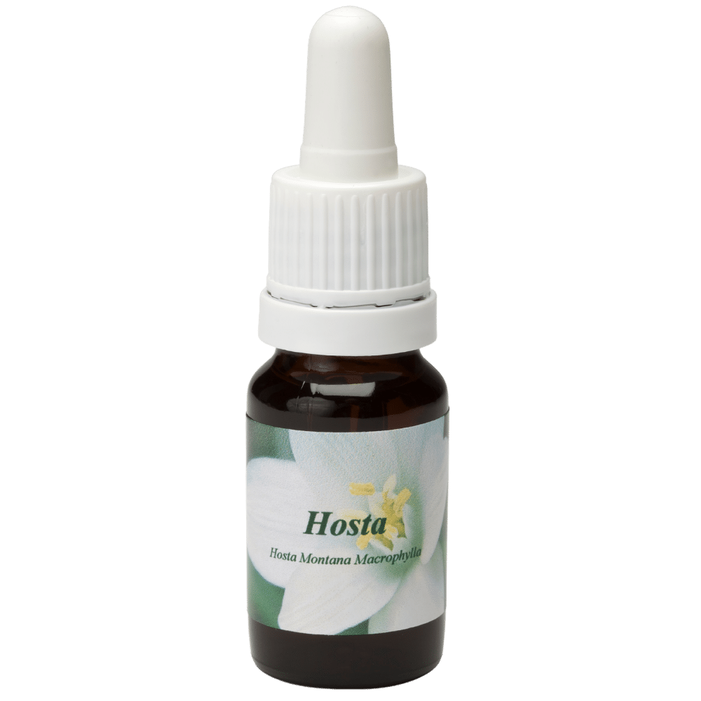 Pipetflesje 10ml. Bloesem Essence Hosta | Star Remedies