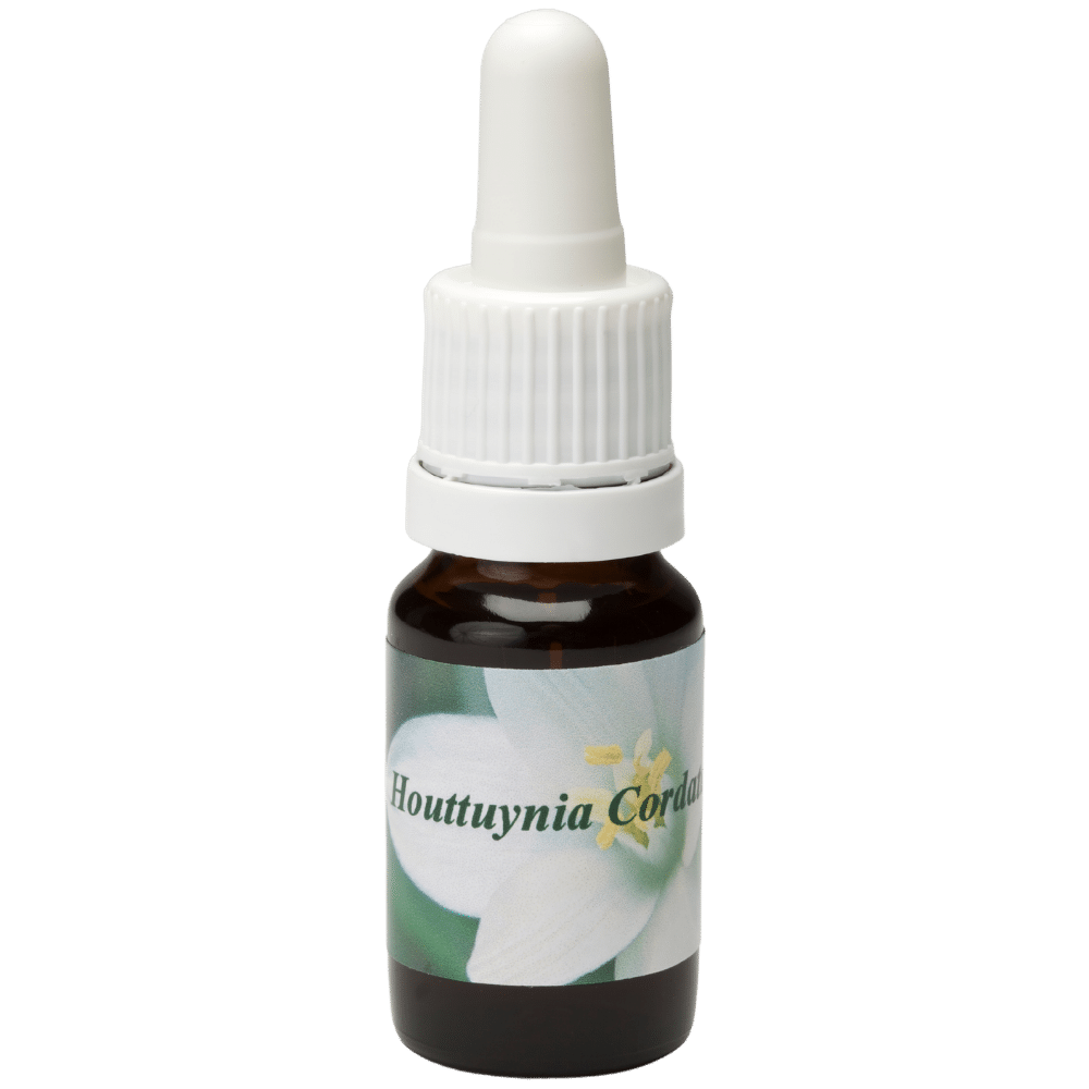 Pipetflesje 10ml. Bloesem Essence Houttuynia Cordata | Star Remedies