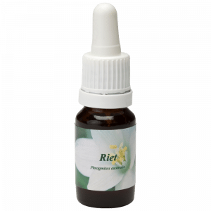 Pipetflesje 10ml. Bloesem Essence Riet | Star Remedies